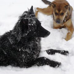 Yuna en Fizzy in de sneeuw op oudjaarsdag 2010