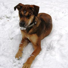 Fizzy eet sneeuw.. foei, daar word je ziek van!