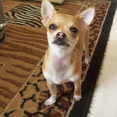 Dit is onze chihuahua ,teefje en gechipt. Ze is gestolen…