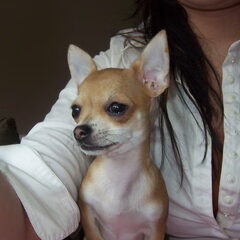 help ons onze chihuahua terug vinden