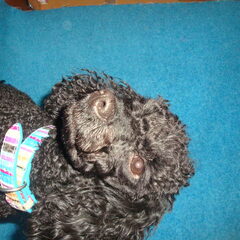 snoopy op de set