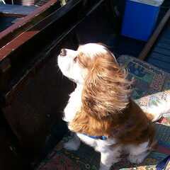 lekker op de boot in de wind