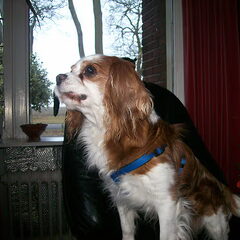 hij hoorde een hond !