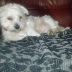 hier is lady net geknipt. schattig he