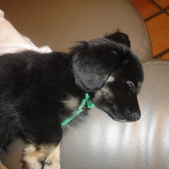 mn twee honden betekenen alles voor me, ik heb een old…