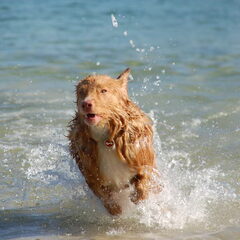 Waterrat in spe