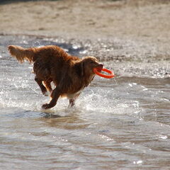 Actie