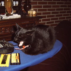 onze zwarte kat.. met de naam : zwartje