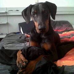 Hier ligt onze kleine Raven op bed. Ze weet dat ze dit niet…