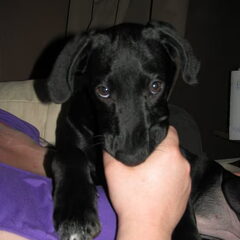 Louna als puppy