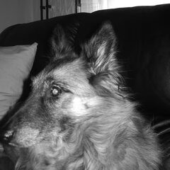 Tosca *In Heaven*