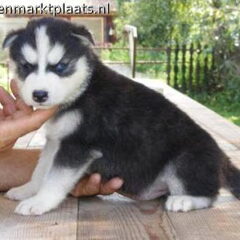 ik wil graag zo 1 husky pup!!!!