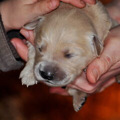 Is ie niet lief?