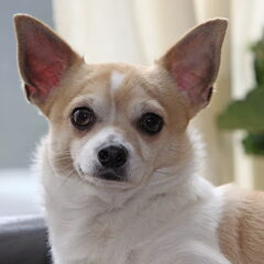 dit is onze bink een lekkere luie gozer !! hij is de liefe…