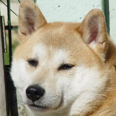 Ryu