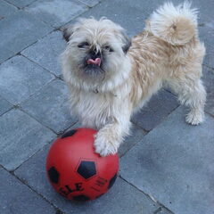 even een stop tijdens het voetballen, vrouwtje wil een foto…