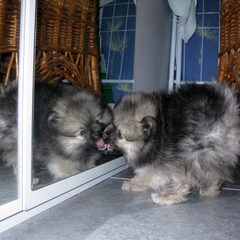 Wroaah doggy :D