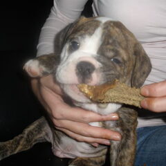 taro mijn old english bulldog toen ie nog pup was echt een…