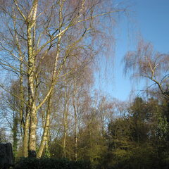 Achter het huis, mooie heldere lucht