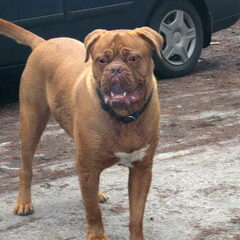 Rossi's grote vriend Mojo