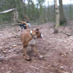 actie in het bos!