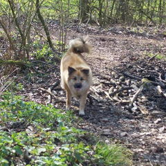 en nog een in het bos