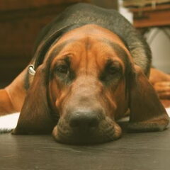 Dit is mijn lieve hond Rico een originele Saint Hubert…