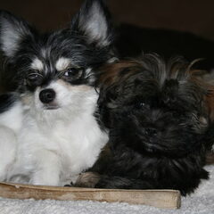 Molly en lila