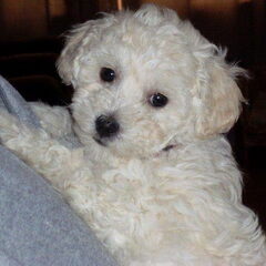 lizzy, geb: 02-02 2011