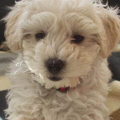 lief he