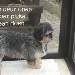 allee baasje doe de deur open da ik kan gaan plassen