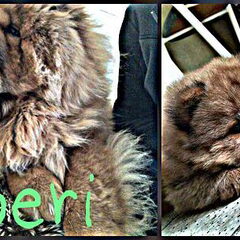 Zoeri