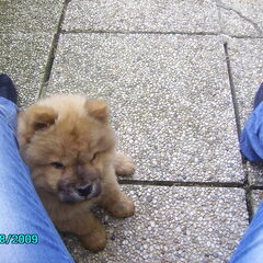 Puppie Zoeri =D