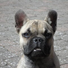 No more mr. puppy !