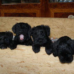 de puppy's worden al weer groot