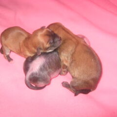 De puppy's