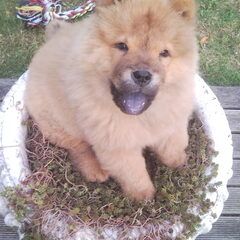 King zoeri op zijn troon :p