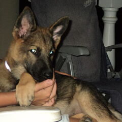 Dit is Mysti onze Duitse herder pup. Hier was ze 3 maanden.
