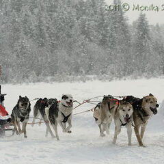 Nederlands kampioenschap 6honden klasse, ST Ullrich…