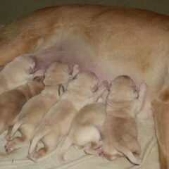 Zippo(ra) met de pups