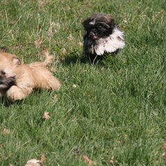 Rennend in park