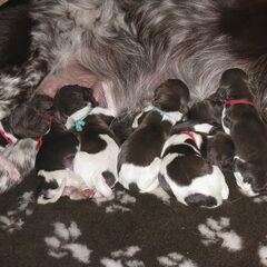 geboren 15-04-2011