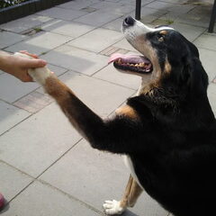 Bobby 11 jaar oud. Onze heerlijk zeehond