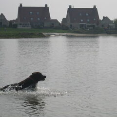 Achter de bal aan