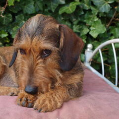 Diva verlegen..