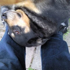 Lief ben ik he baas!