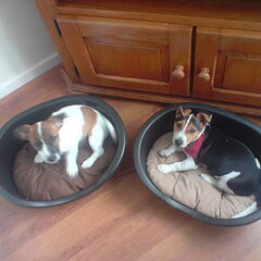 Punky En Blitz