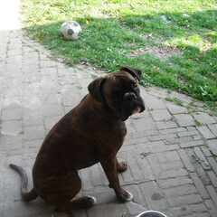 wat moet dat?