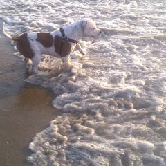 in de zee