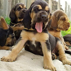 nog enkele pups beschikbaar voor goede huizen